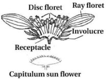 Solution diagram