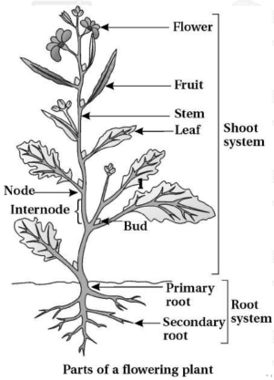 Solution diagram