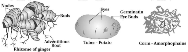 Solution diagram