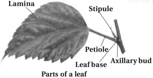 Solution diagram