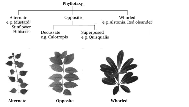 Solution diagram