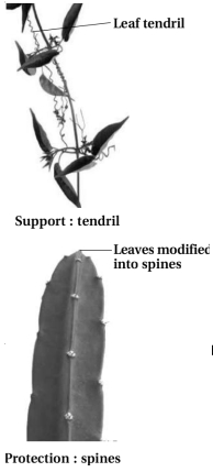 Solution diagram