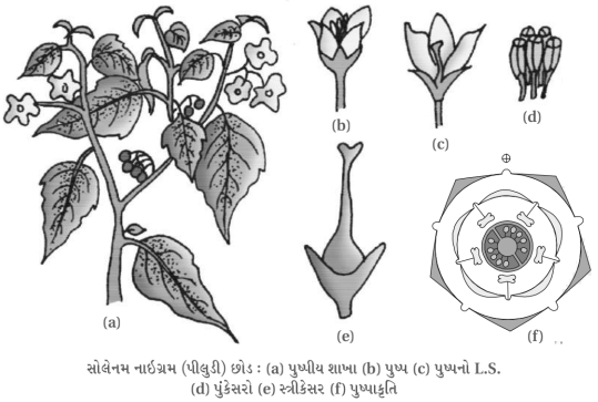 Question diagram