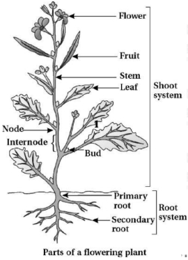 Solution diagram