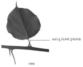 Solution diagram