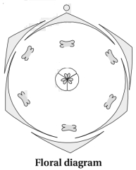 Solution diagram