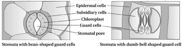 Solution diagram