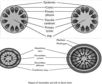 Solution diagram