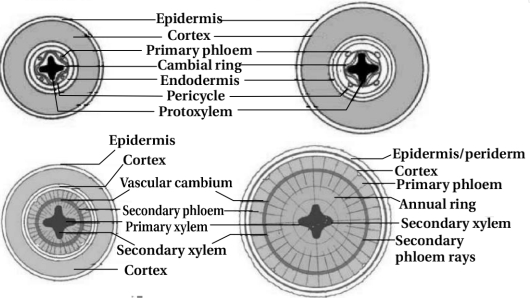 Solution diagram