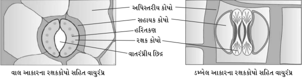 Solution diagram