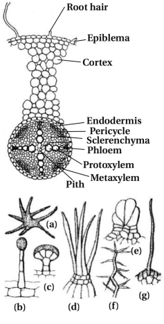 Solution diagram