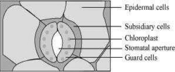 Solution diagram