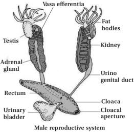 Solution diagram