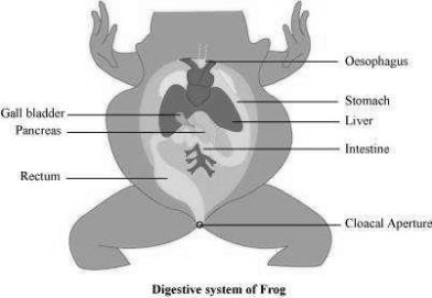 Solution diagram