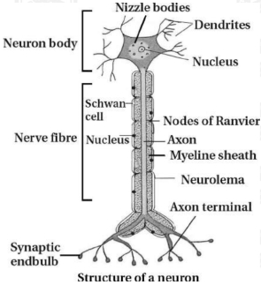 Solution diagram