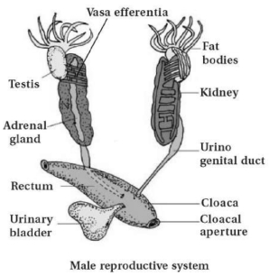 Solution diagram