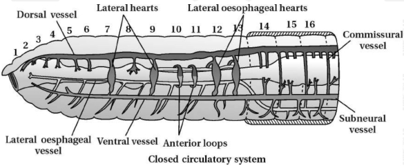 Solution diagram