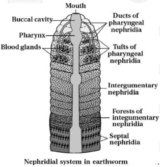 Solution diagram