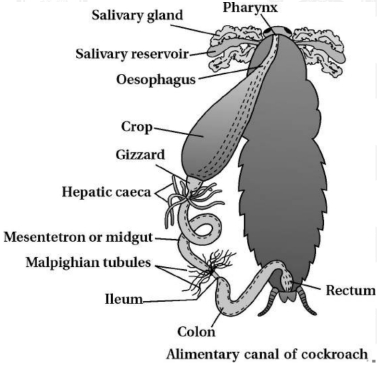 Solution diagram