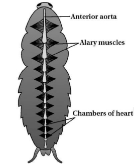 Solution diagram