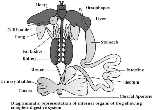 Solution diagram