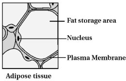 Solution diagram