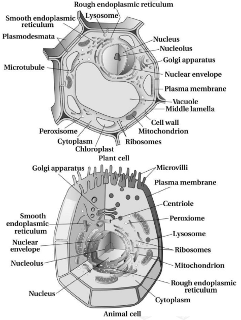 Solution diagram