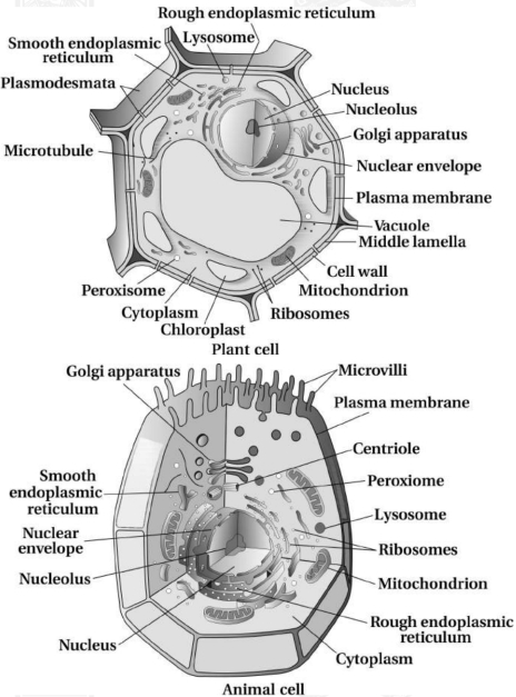 Solution diagram