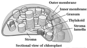 Question diagram