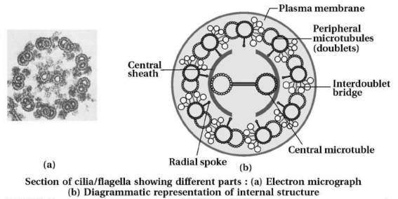Solution diagram