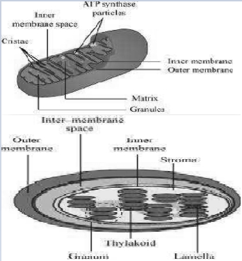 Solution diagram
