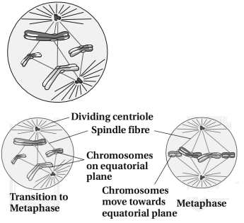 Question diagram