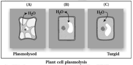 Solution diagram