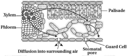 Question diagram