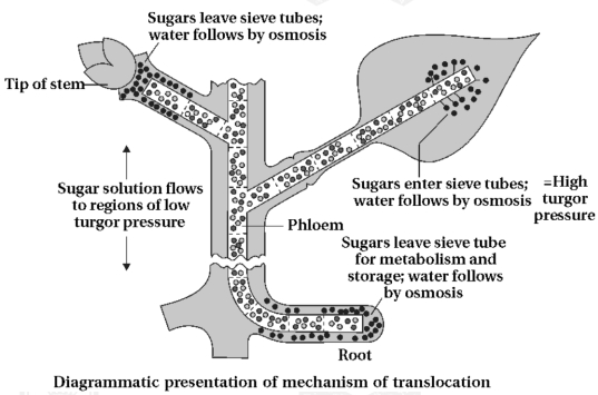 Solution diagram