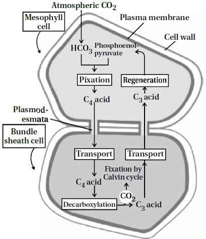 Question diagram