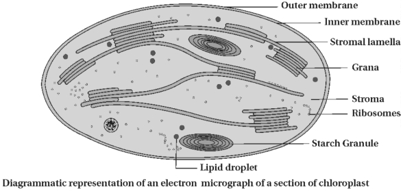 Solution diagram
