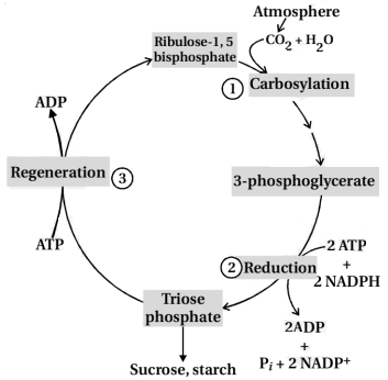 Solution diagram