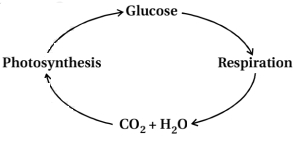 Solution diagram