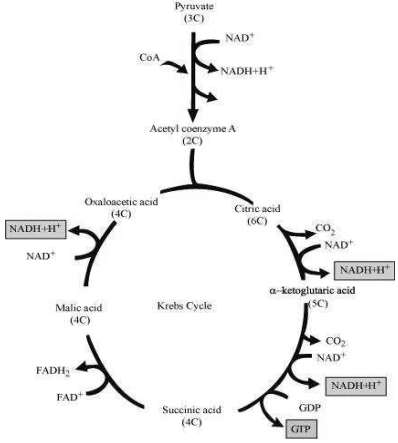 Solution diagram