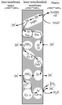 Solution diagram
