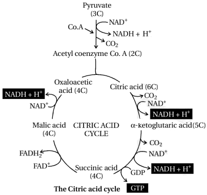 Solution diagram
