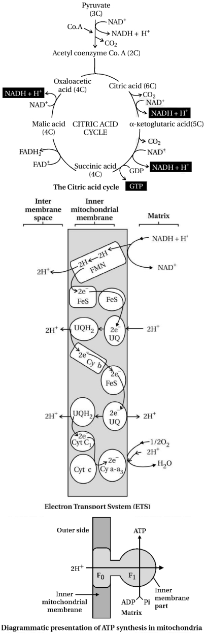 Solution diagram