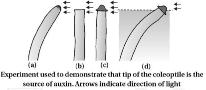 Solution diagram