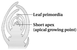 Solution diagram