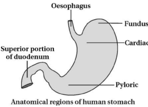 Solution diagram