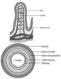 Solution diagram