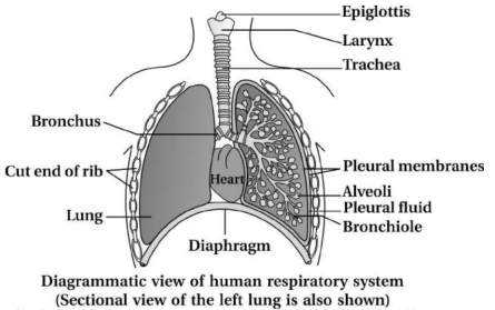 Solution diagram