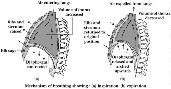 Solution diagram