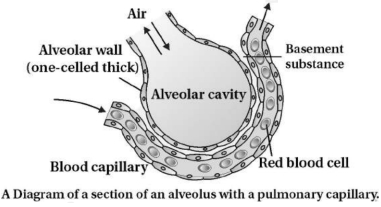 Solution diagram